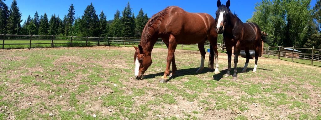 Hitching Post Resort Kelowna Zewnętrze zdjęcie
